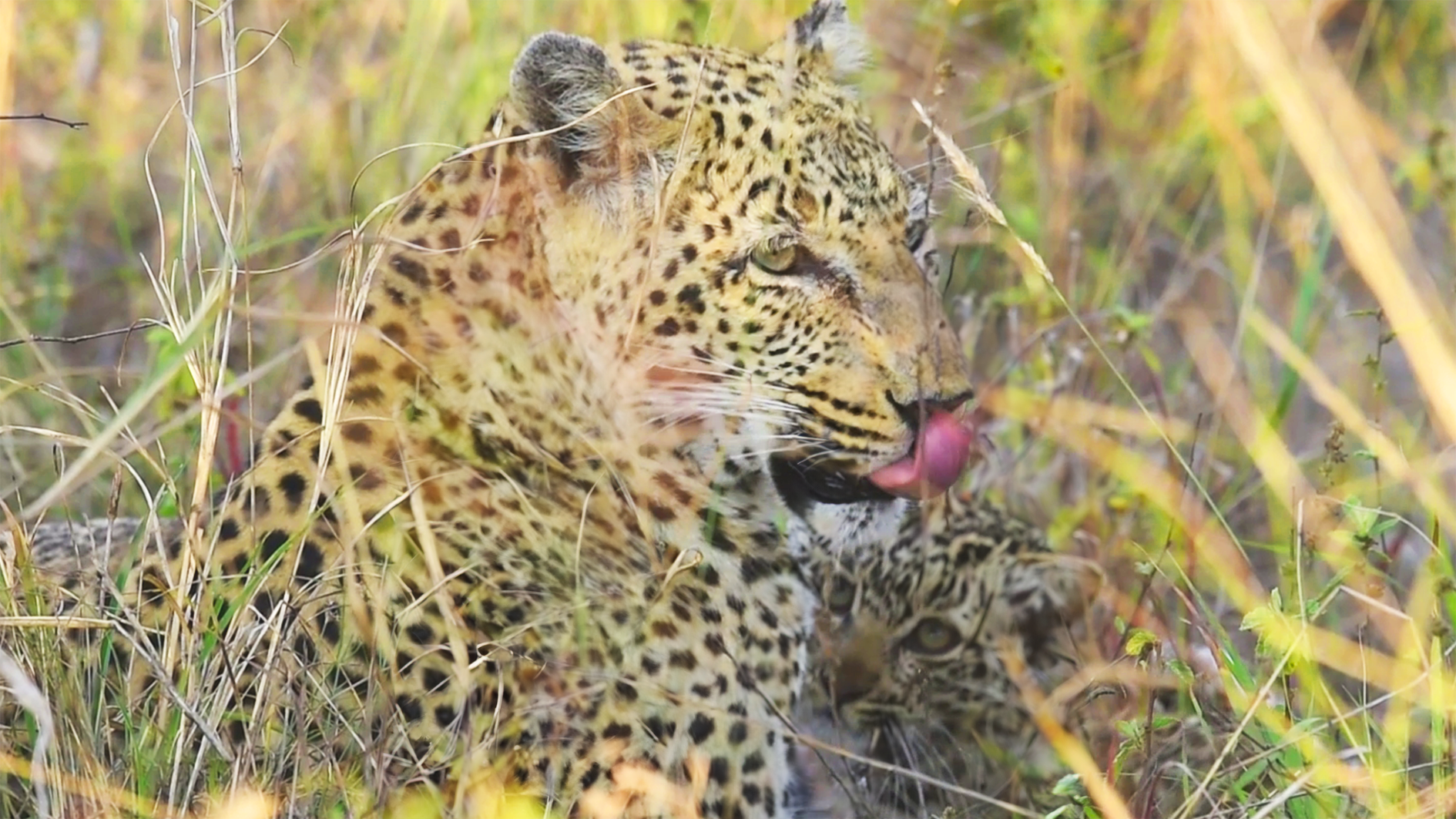 Mommy Leopard Cuddles Her Cub Before Walking Near Humans