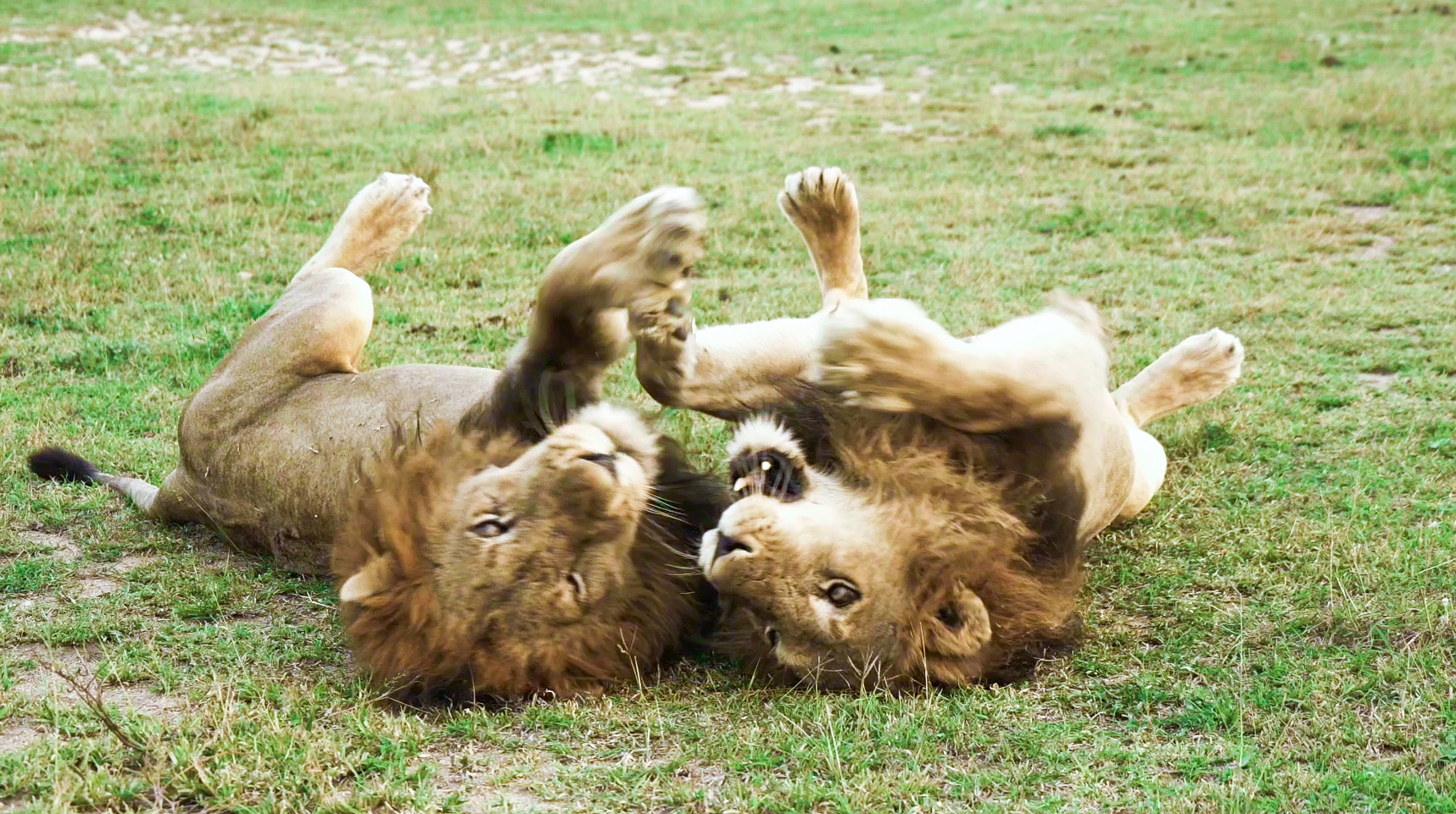 Fierce Male Lions Pretend to be Kittens