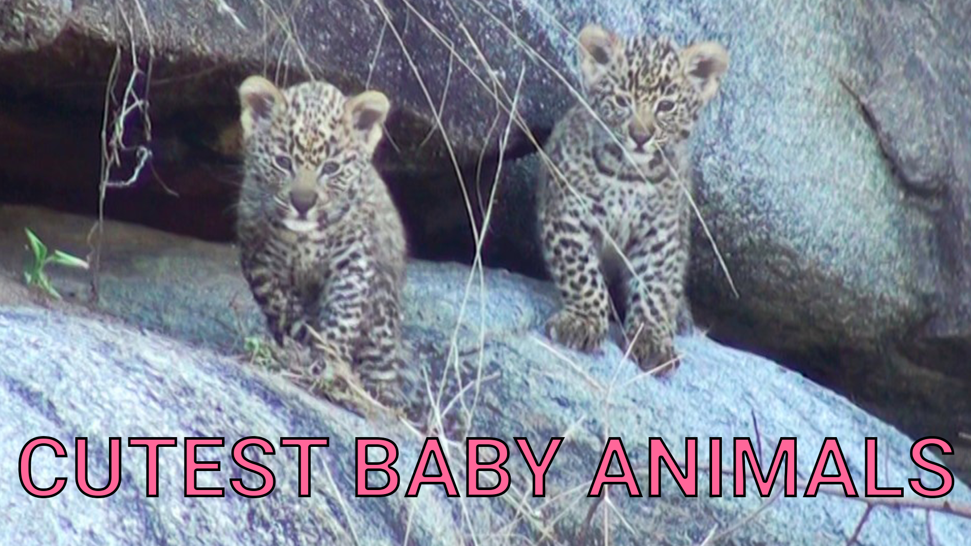 Top 6 Cutest Baby Animals