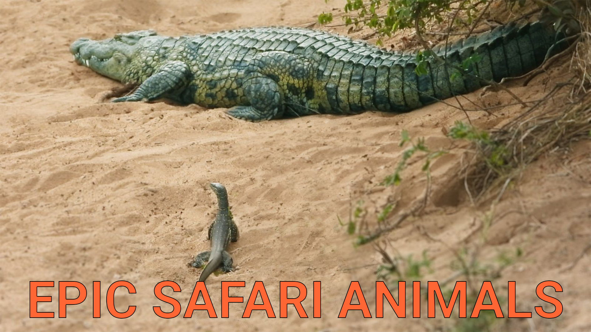 Top Epic Safari Animals