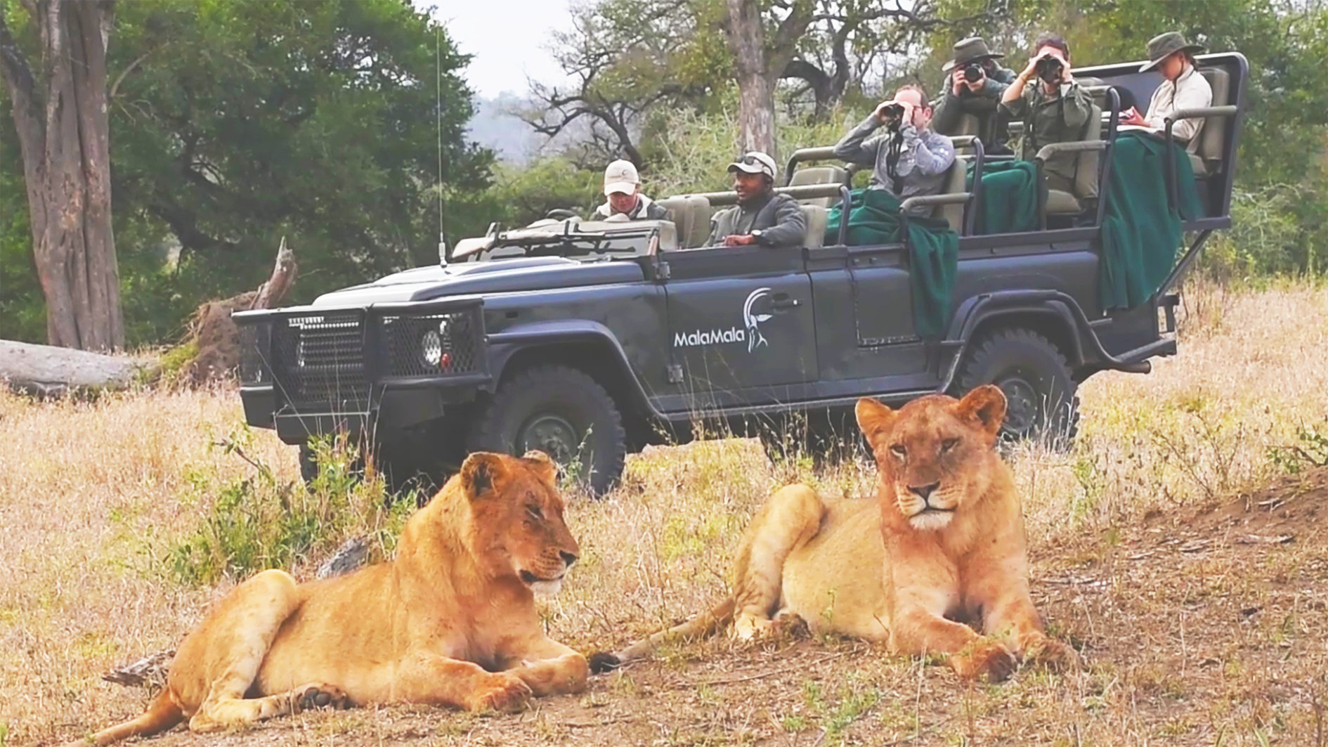 Majestic Lion Pride Lounges Near Humans