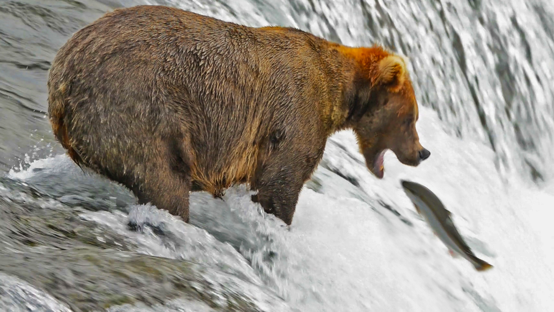 Lucky Fish Swerves Mid-Air to Avoid Bear