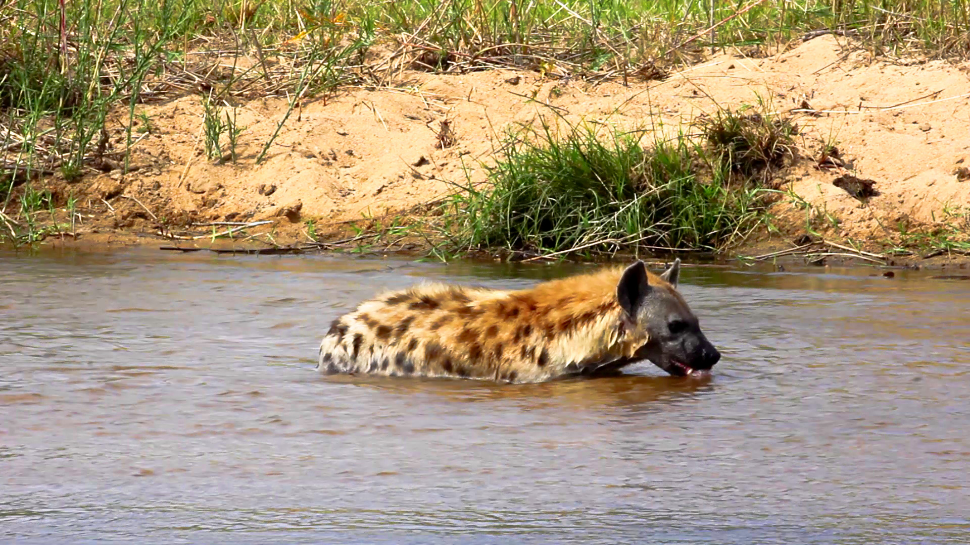 Adorable Hyenas Freshen Up in the Local Lake