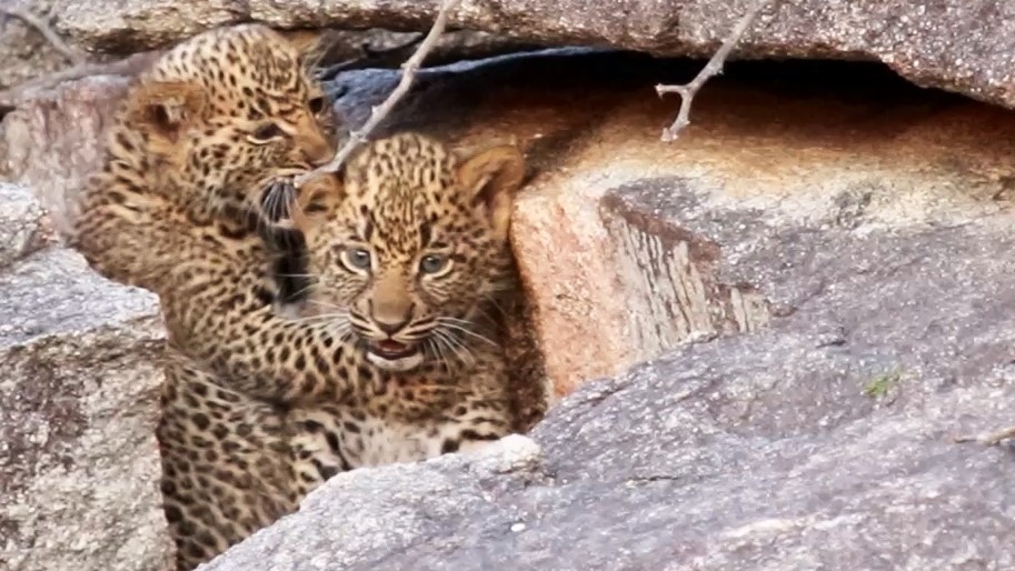 Rocky Romp: Leopard Cubs at Play! ???