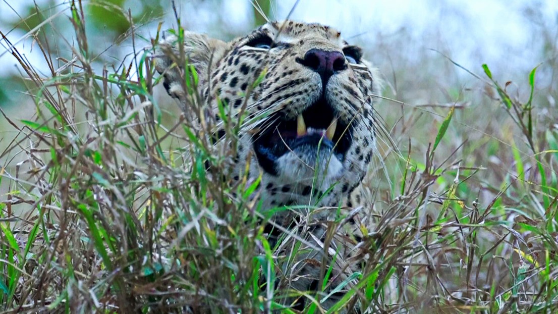 Echoes of the Wild: Witness the Mighty Roar of a Leopard