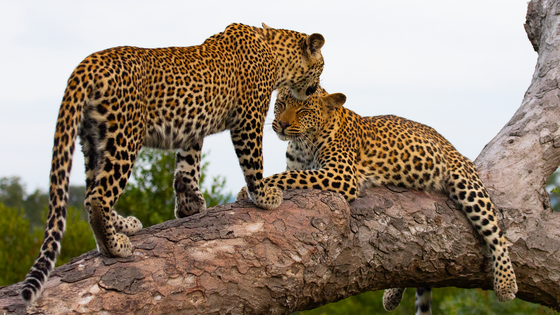 Leopard Lovers: Heartwarming Wild Moments ?❤️