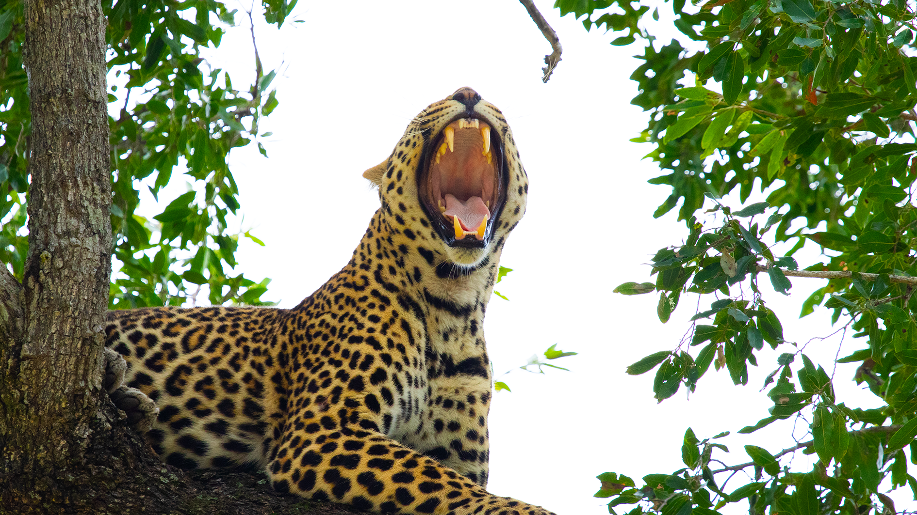 Leopard Lazy Day Yawning in the Tree ???