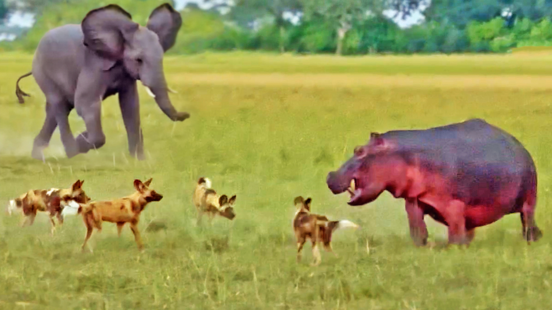 Elephants Save Hippo from Wild Dogs