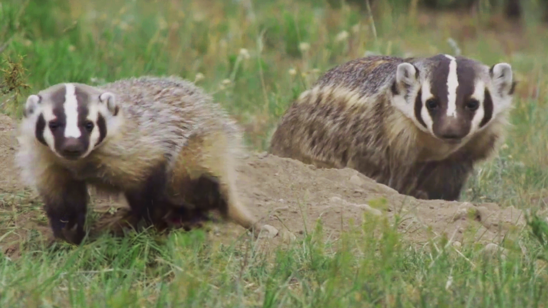 Caught on Camera: Badger Mommy and Kit Adventure