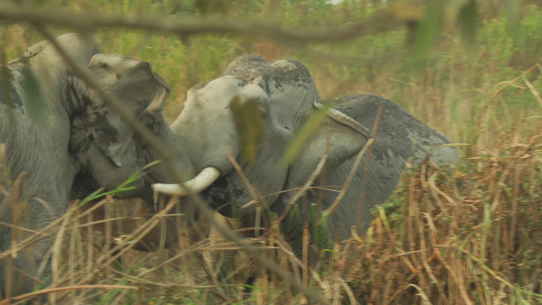 Epic Tusk-to-Tusk Battle Between Elephants