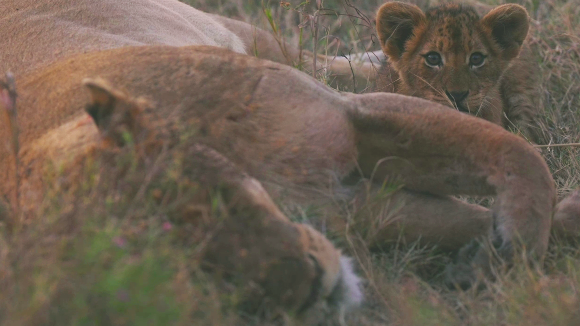 Adorable Footage of Sleepy Mommy Lioness and Cub Lying in the Grass