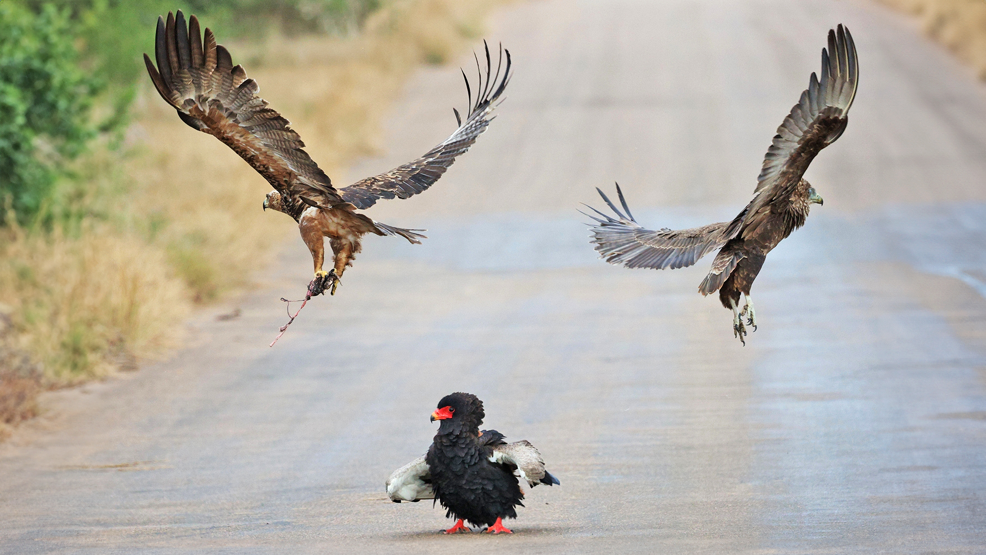 3 Eagles Battle it Out Over Snake