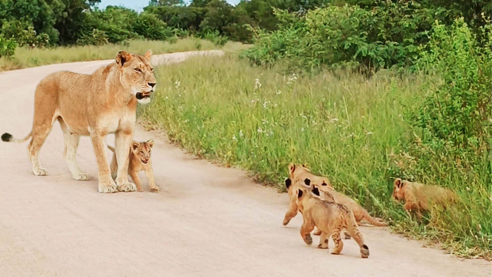 Watch This Lion Cub Help Mom Call for Siblings