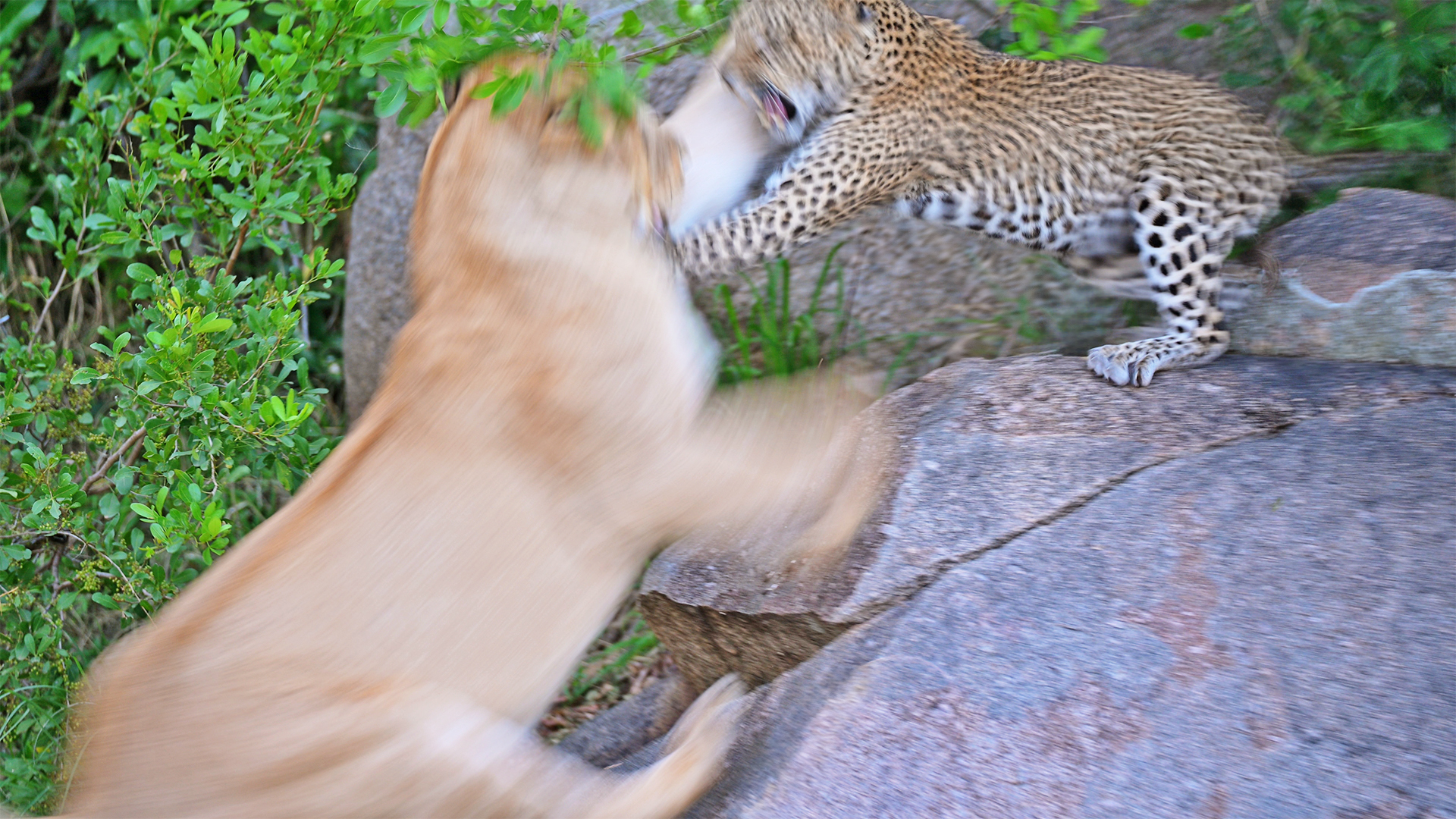 Watch How Leopard Mom Sacrifices Herself To Protect her Cubs