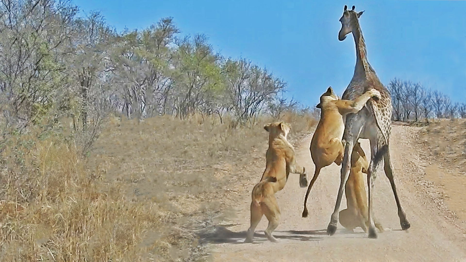 Watch How Lions Climb onto Giraffe to Bring it Down in Road!