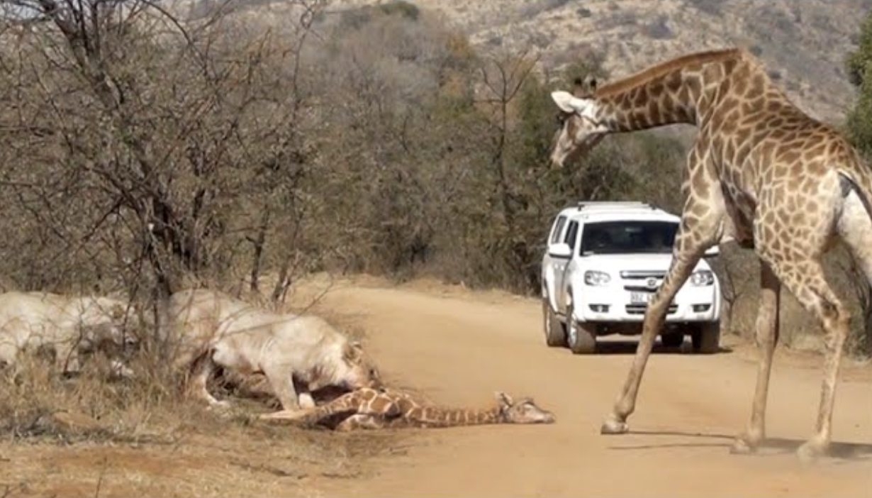 Lion Pride Hunts Newborn Giraffe Despite Mother’s Desperate Efforts