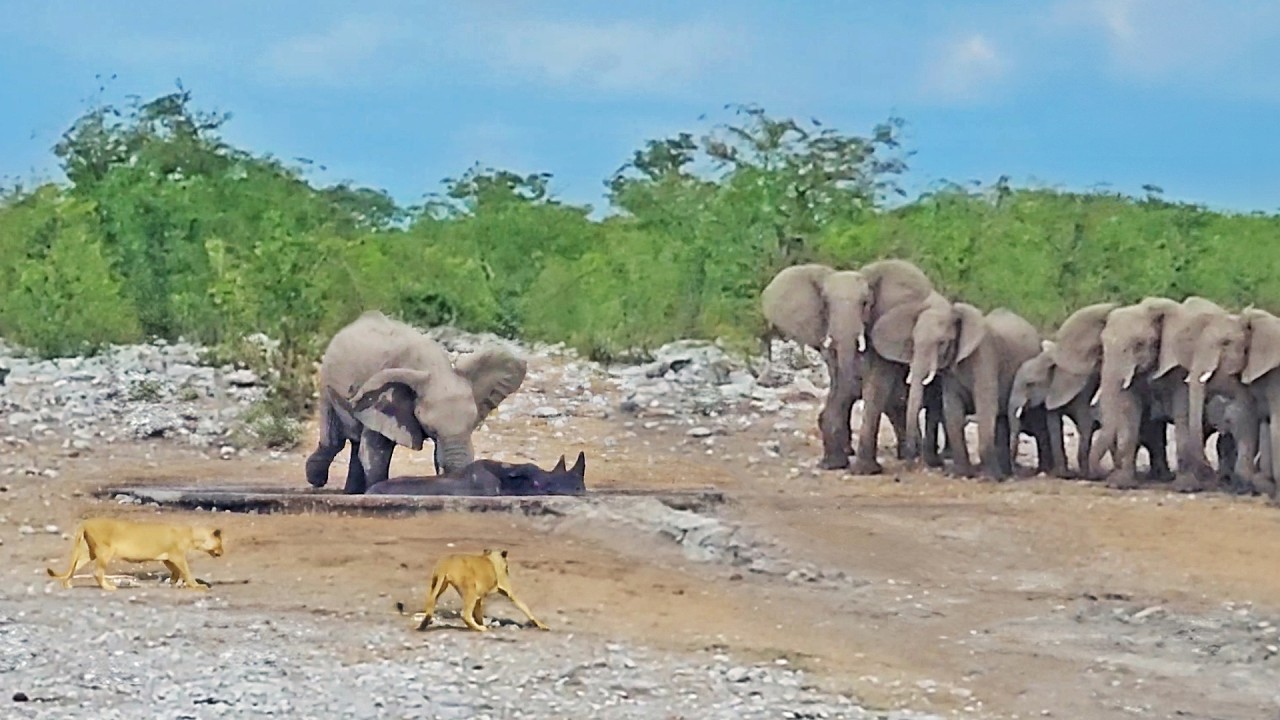 Watch Elephants Try Saving Stuck Rhino from Hungry Lions