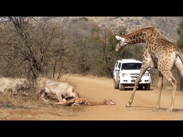 Watch Giraffe Protecting Her Calf From A Lion Attack