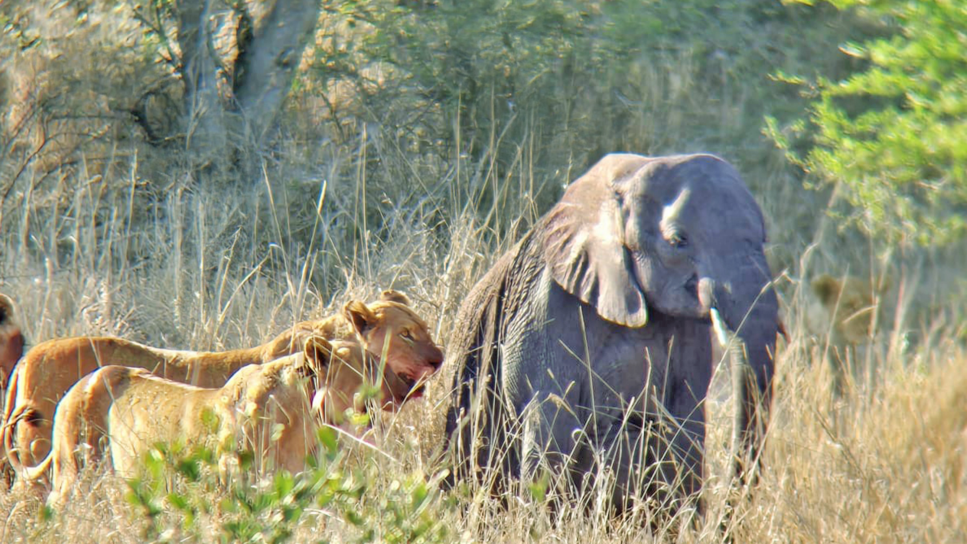 Lions Find Abandoned Elephant