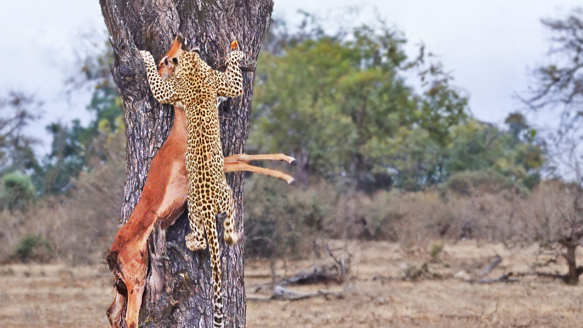 Leopard Fails Successfully