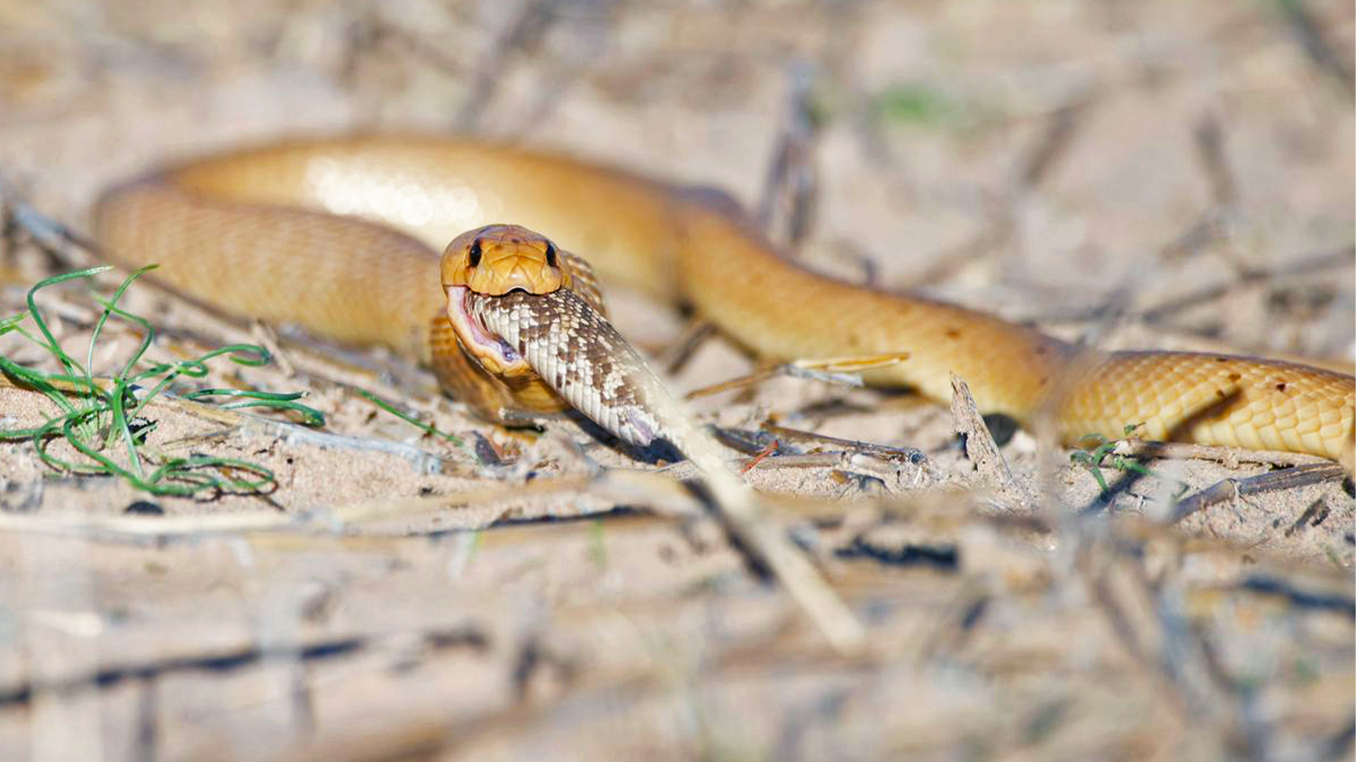 Cannibal Cobra Eats Deadly Snake