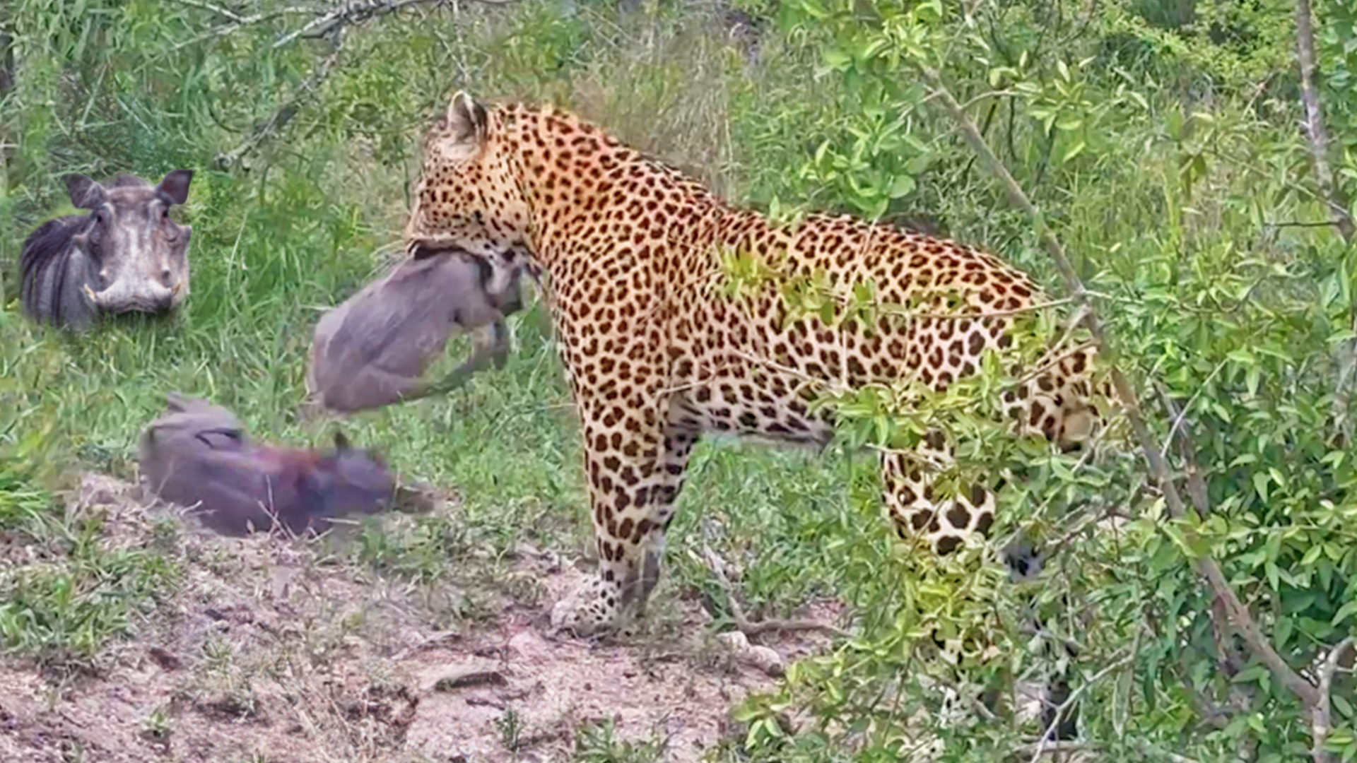 Watch This Greedy Leopard Catch an Entire Warthog Family