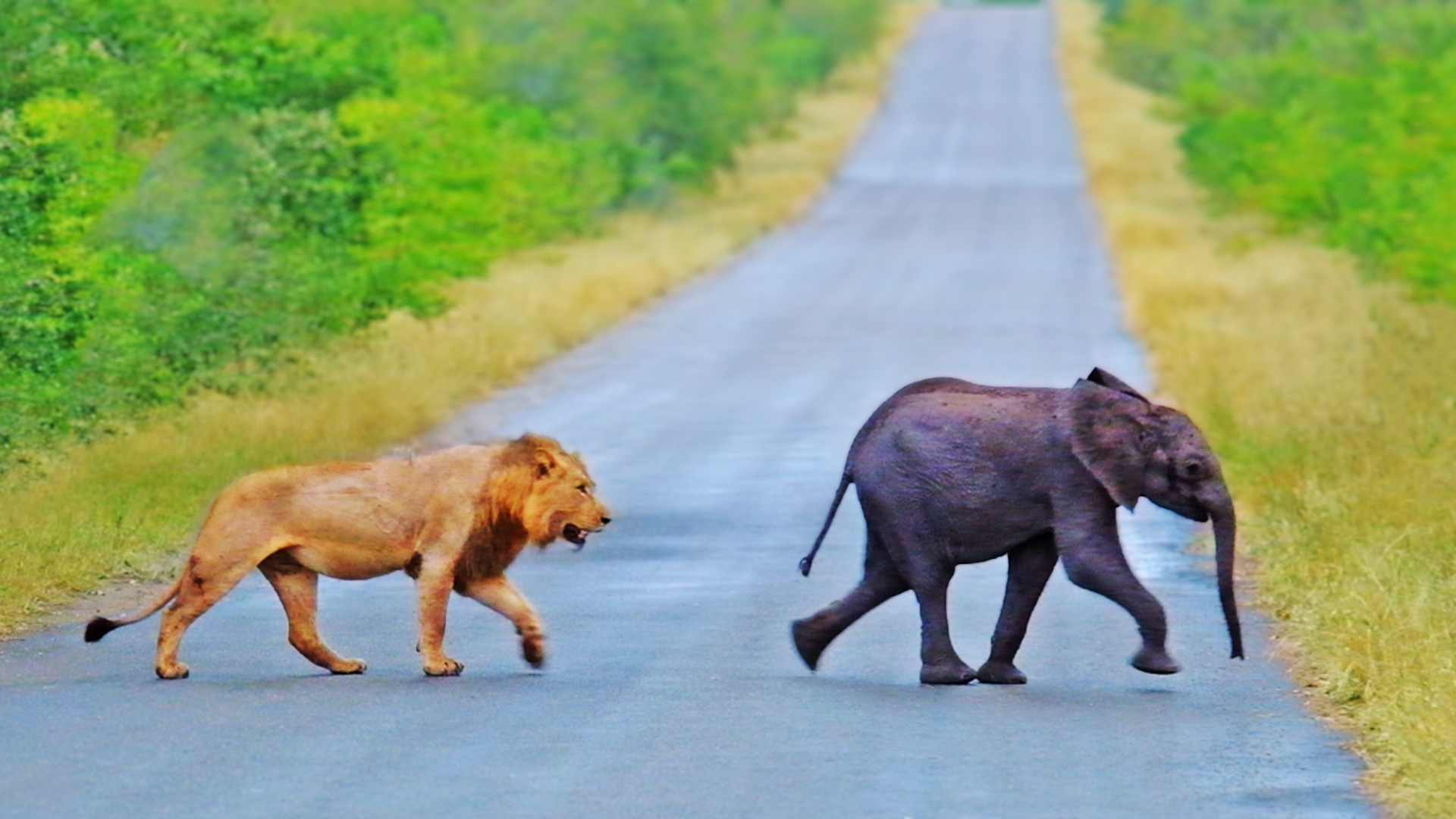 Watch How Lions Find Lost Baby Elephant