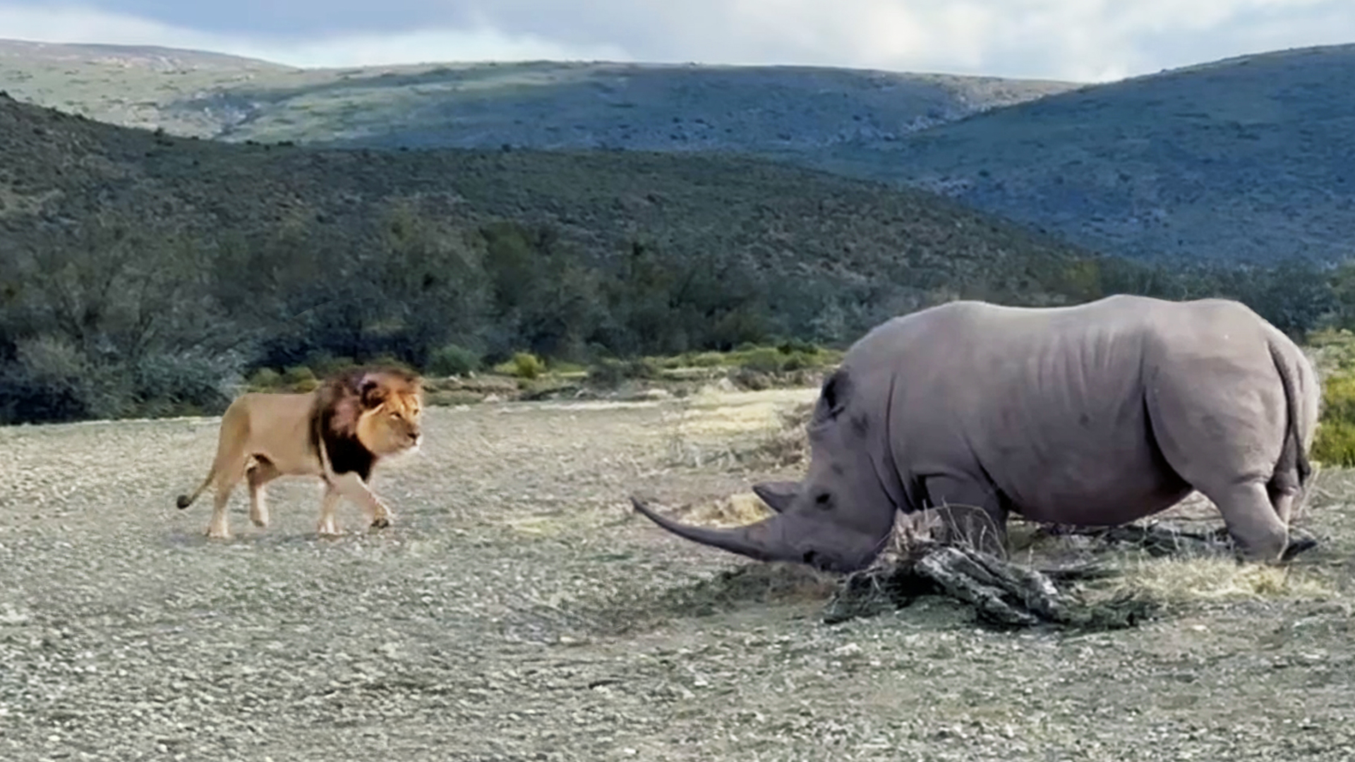 Rhino Stabs at Male Lion With its Horn