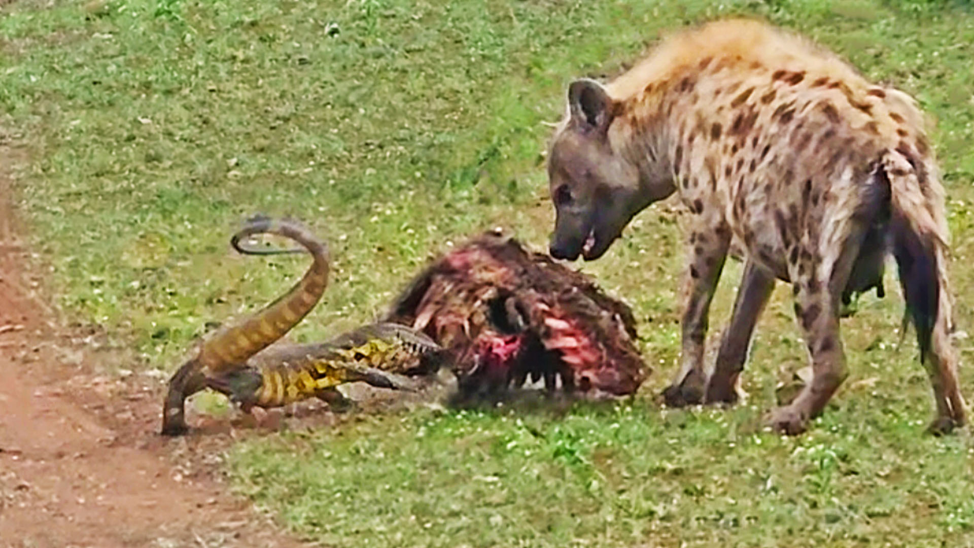 Watch How Lizard Slaps Hyena in The Face With its Tail to Protect Zebra