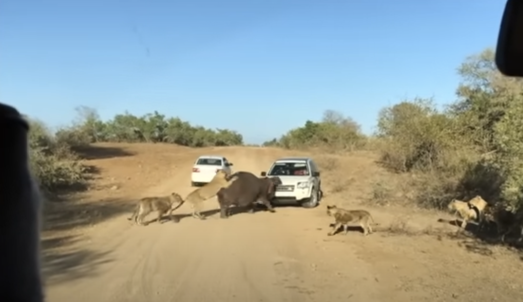 Rare Sight Hippo Bites Land Rover During Fight with Lions