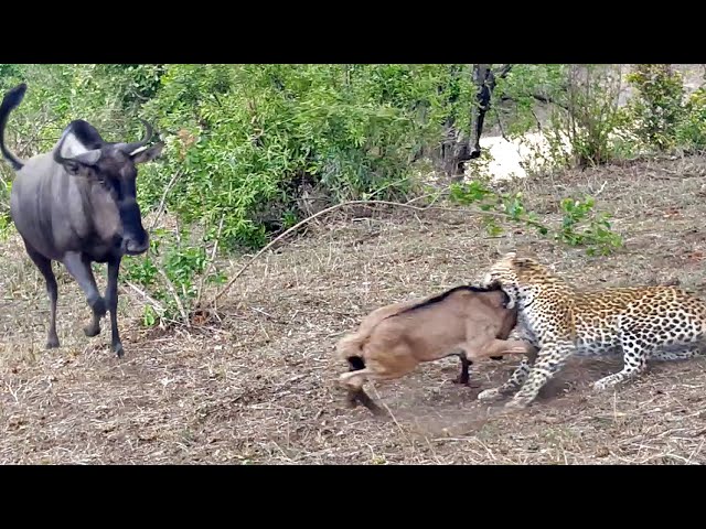 Watch This Unbelievable Leopard vs. Wildebeest Encounter