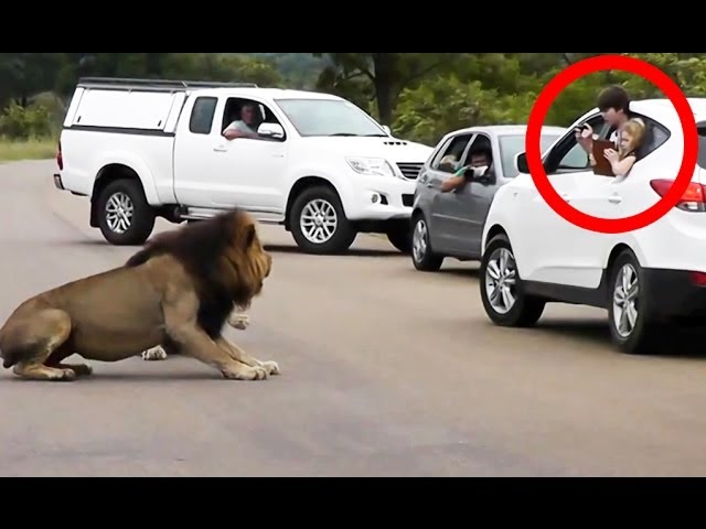 Watch Lion Encountering Tourists On Safari