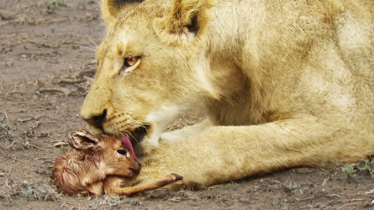 Watch A Once In A Lifetime Lion Encounter