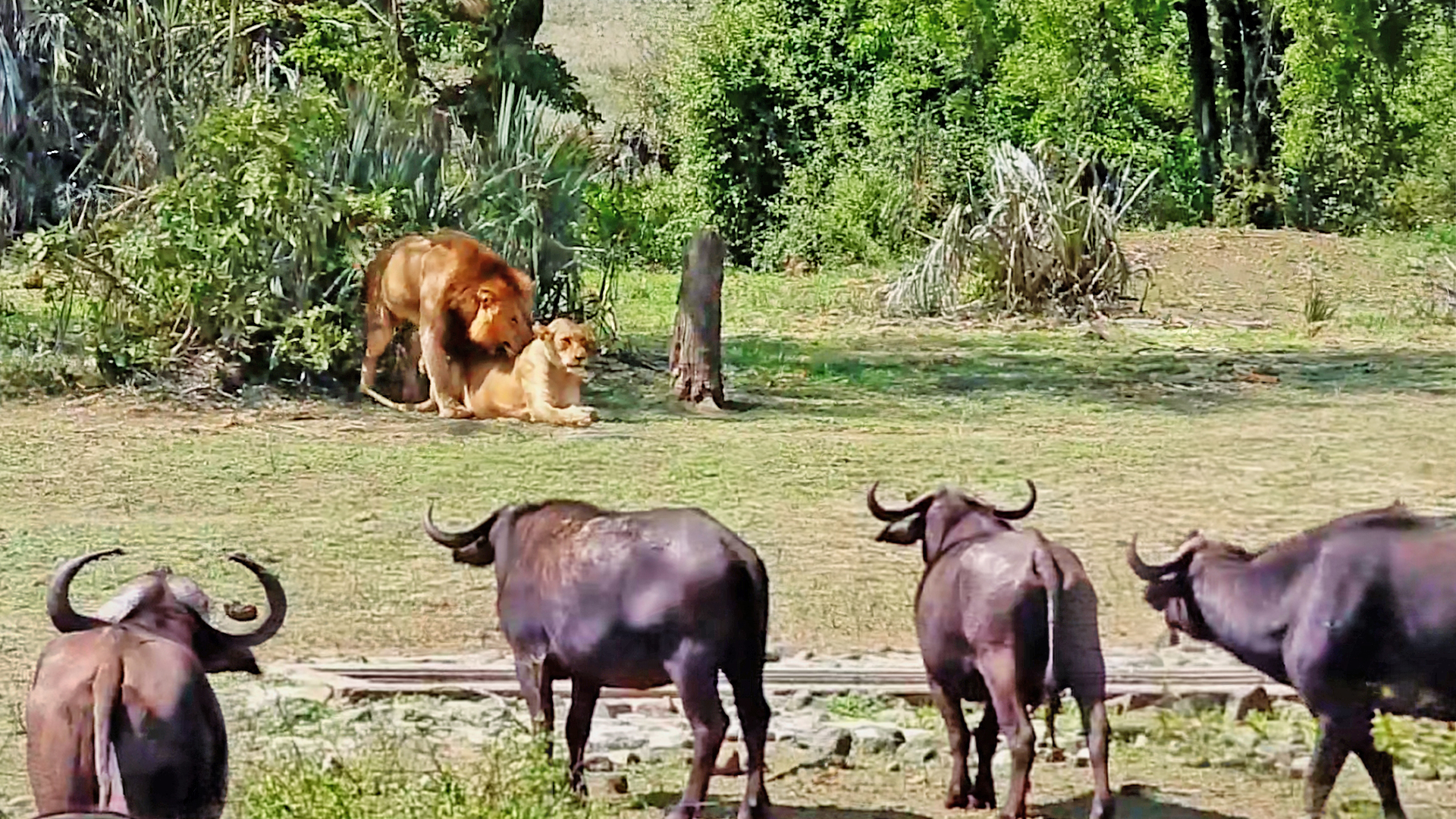 Watch These Lions Put on a Hot Show for Buffaloes