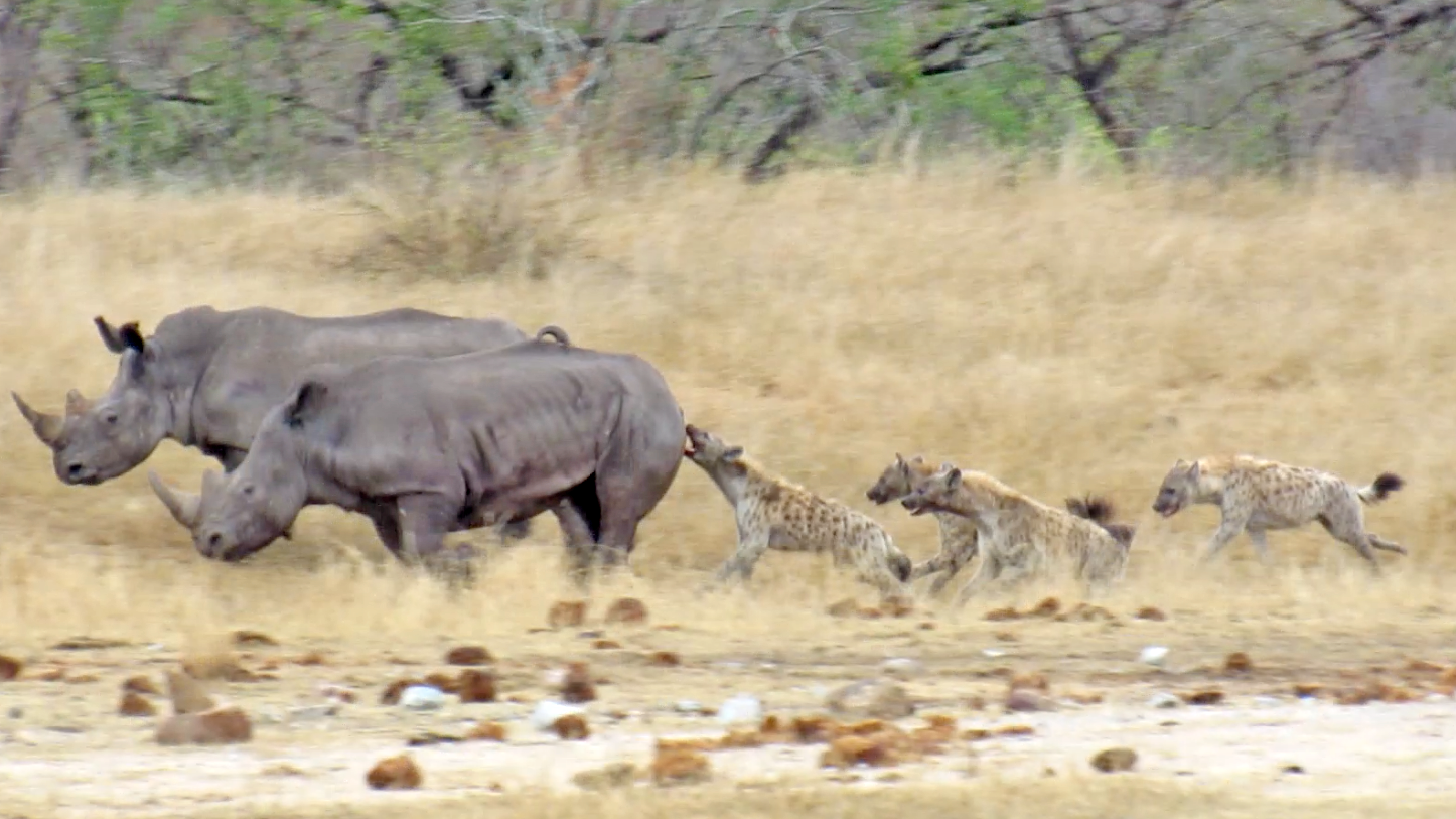 Hyenas Gang Up Against Hurt Rhino