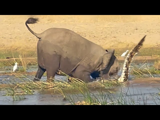 Watch How This Elephant Kills Deadly Predator