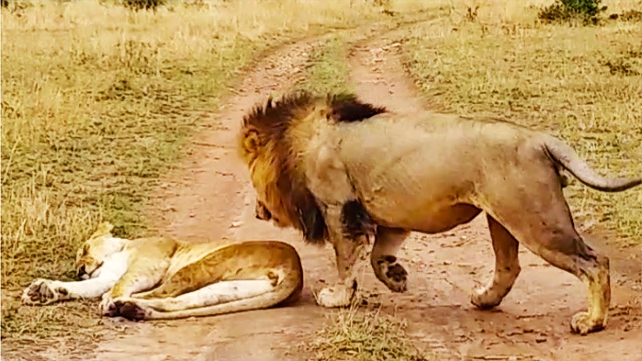 Watch Lion’s Wake Up Call Surprising Tourists