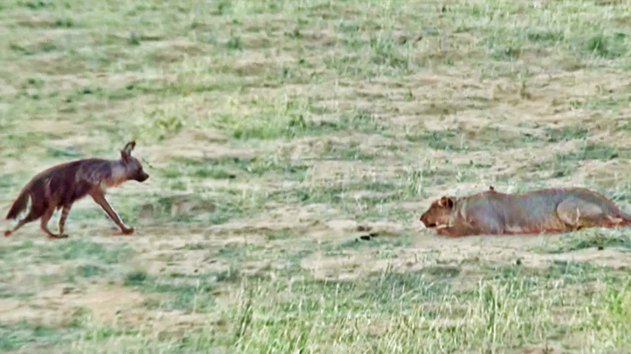 Hyena Walks Right into a Pride of Lions Caught on Camera