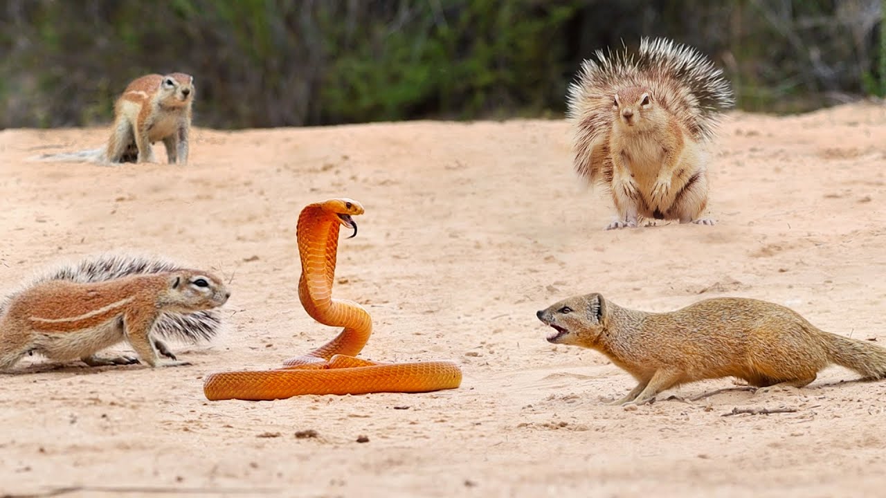 Watch a Cobra vs. 7 Squirrels and a Mongoose