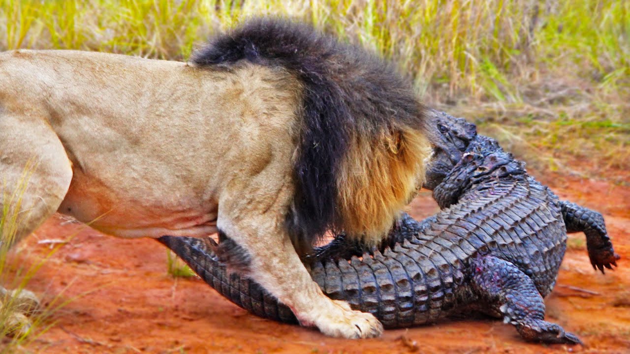 Watch: Lions Attack Crocodile Walking on Land in Unbelievable Wildlife Encounter