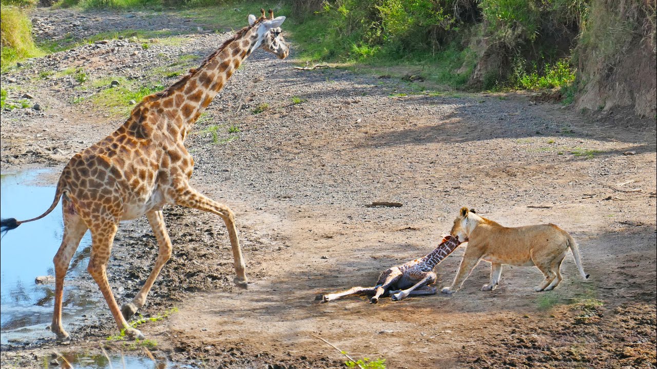 Intense Battle Between Lioness and Giraffe Over Her Newborn Baby