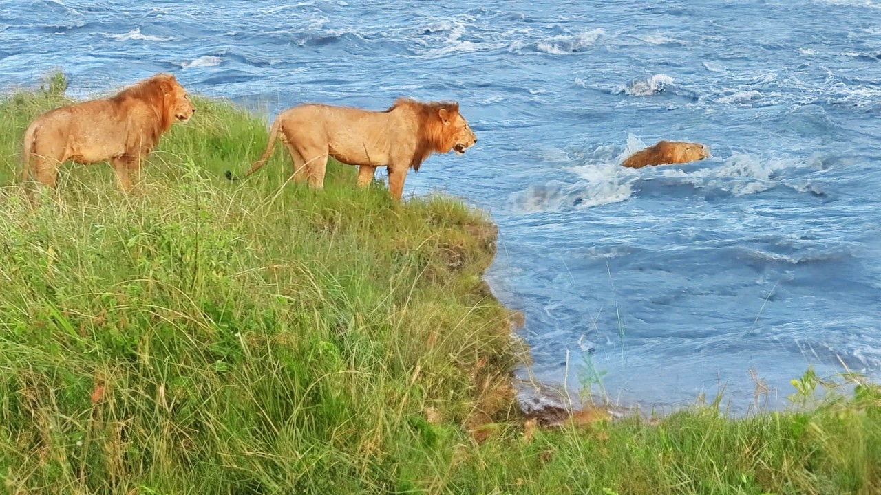 Watch Three Male Lions Battle a Raging River in Masai Mara – One of Nature’s Most Dramatic Shows of Survival