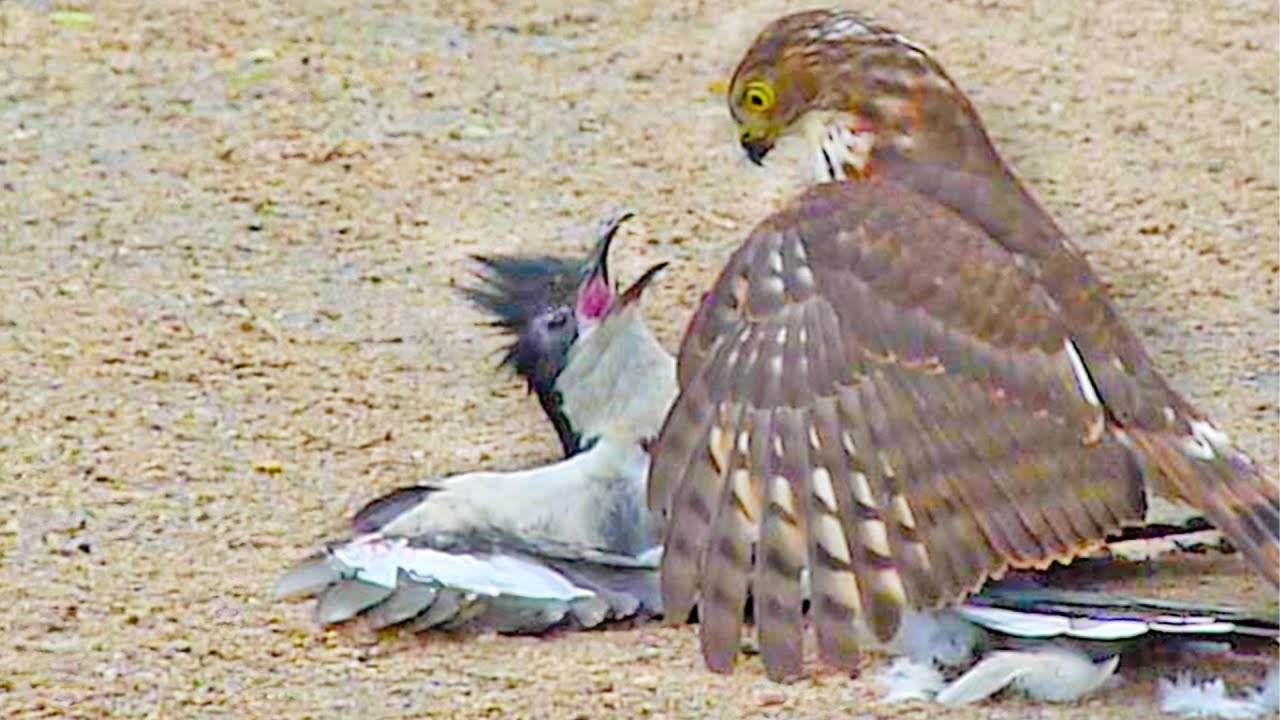 Watch: Incredible Rare Hawk versus Cuckoo Bird Battle