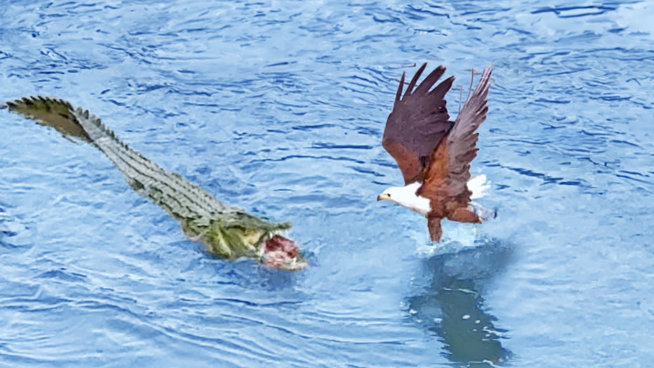 Watch Eagle Tries to Steal from Crocodile But Croc Strikes Back