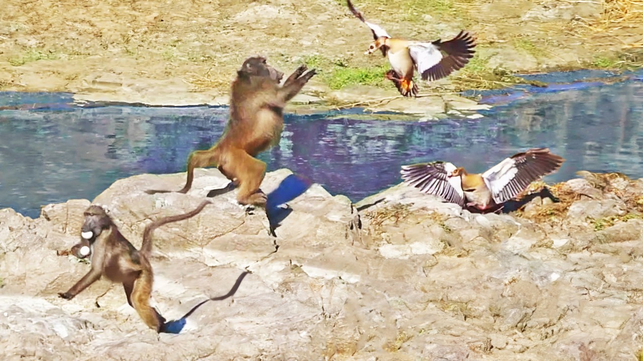 Watch How Clever Baboon Outsmarts Geese