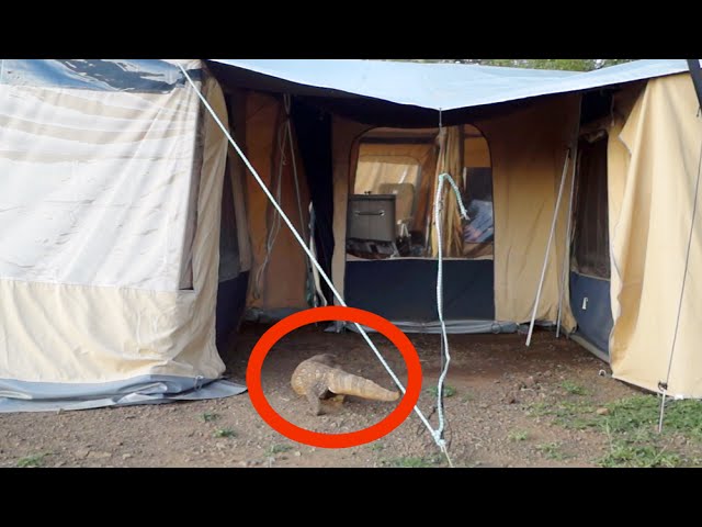 Watch Huge Monitor Lizard Scaring Tourists In Their Tent