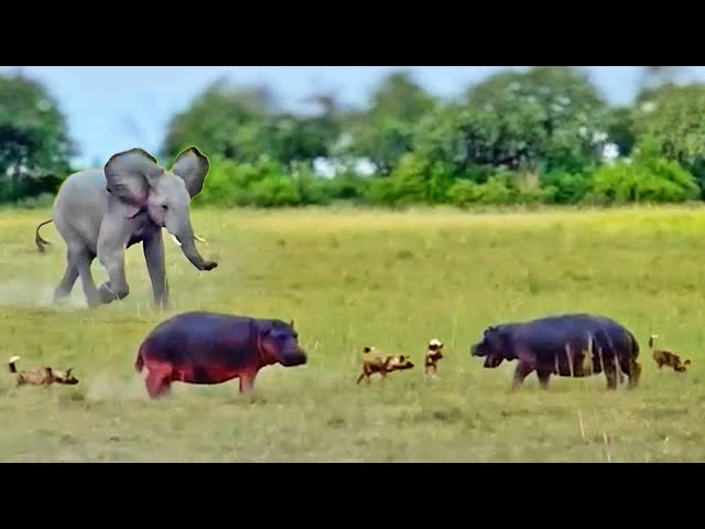 Watch This Elephant Rescuing Hippos