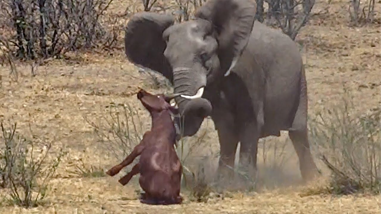 Watch The Moment an Elephant Confronts a Buffalo with Deadly Force