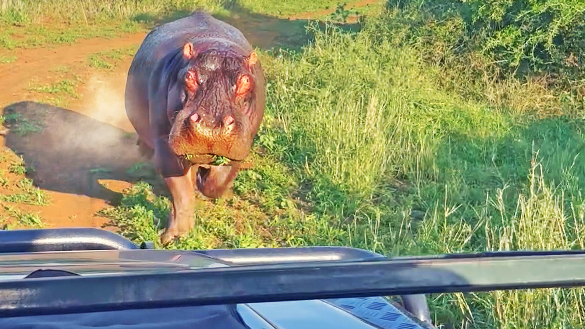 Angry Hippo Attacks Safari Vehicle