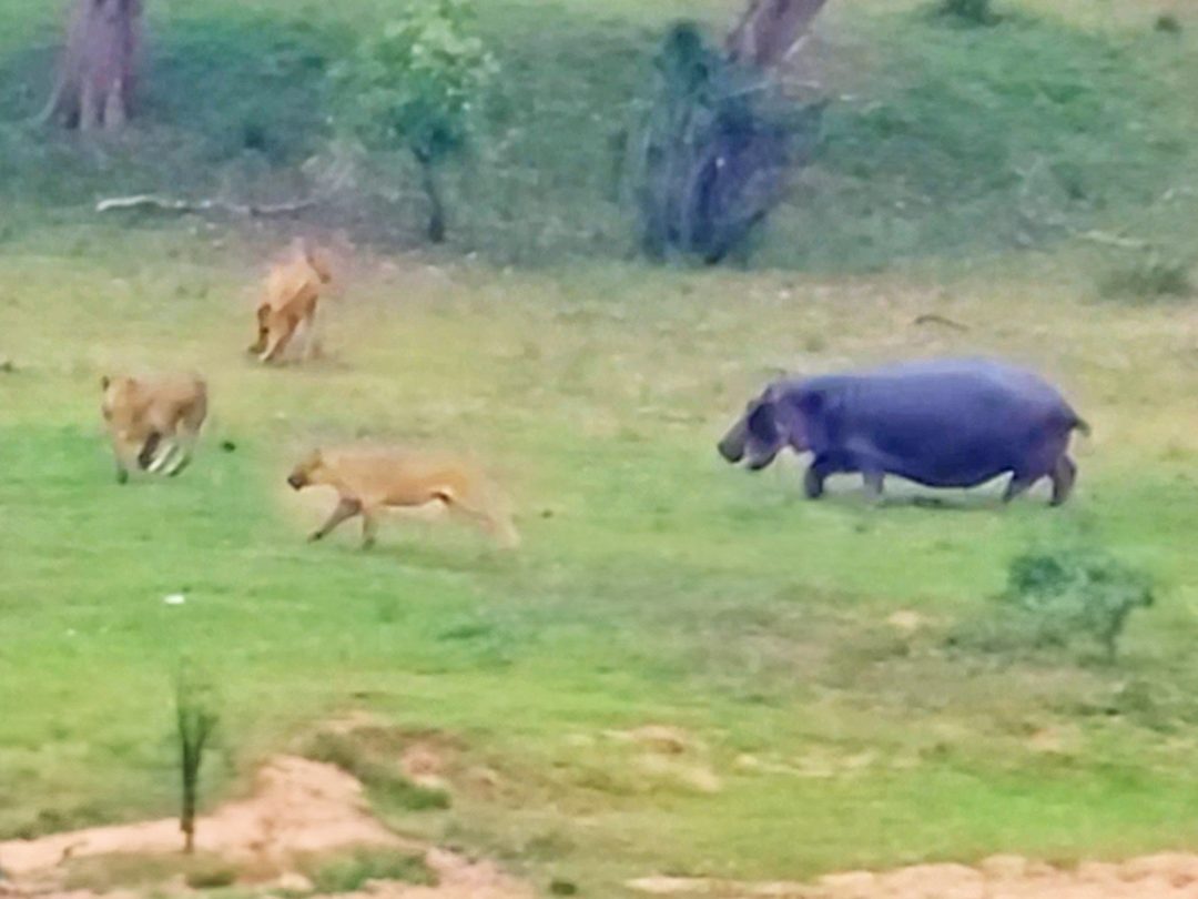 Watch Hippo Attacks Lion & Throws One Into Air